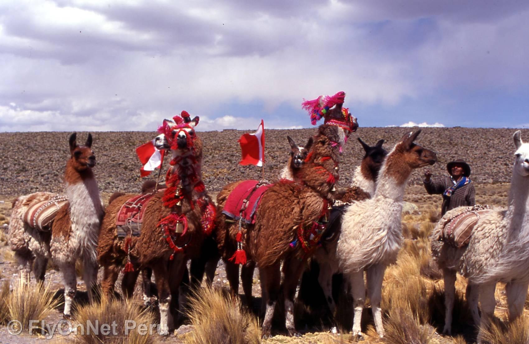 Álbum de fotos: Llamas, Cuzco