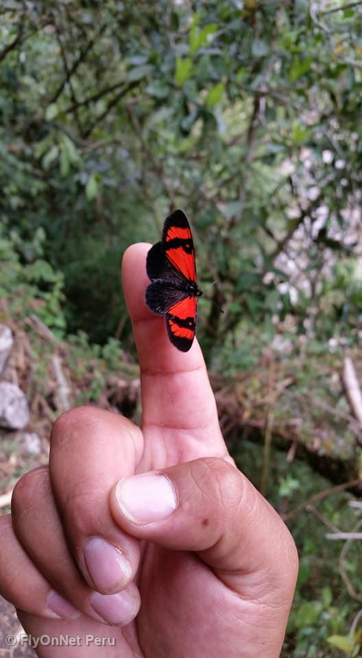Álbum de fotos: Butterfly seen during the hike, Inca Trail
