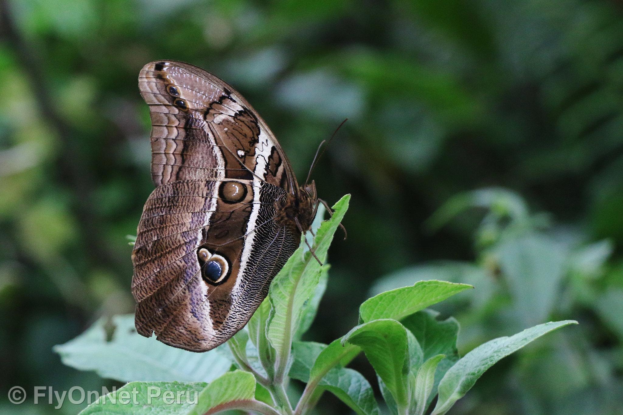 Álbum de fotos: Butterfly on the path, Ecolodge Majestic