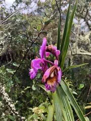 Orquídea